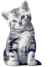 animaux chats chat1 6 gif