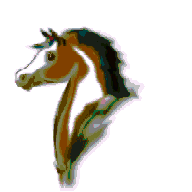 chevaux gif 019