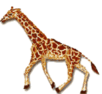 animaux girafes giraffe 1 gif