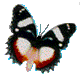 papillon gif 001