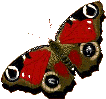 papillon gif 005