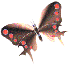 papillon gif 024