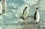 http://www.icone-gif.com/gif/animaux/pingouins/pingouin058.gif