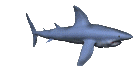 animaux requin requin gif 29 gif