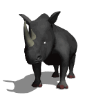 animaux rhinoceros rhinoceros gif 2 gif