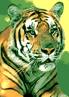 animaux tigres tigre 4 gif
