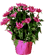 http://www.icone-gif.com/gif/fleurs/bouquets/vege_bouquet18.gif