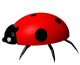 http://www.icone-gif.com/gif/insectes/coccinelle/coccinelle005.gif