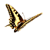 insecte papillon026