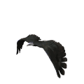 http://www.icone-gif.com/gif/oiseaux/aigles/aigle018.gif