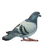 http://www.icone-gif.com/gif/oiseaux/pigeons/pigeons003.gif
