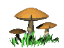 champignons011