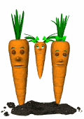 carrot family swing md wht