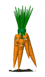unhappy carrot bunch md wht