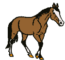cheval031