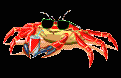 crabes006