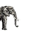 elephant gif 004