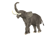 elephant003