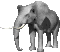 elephant004