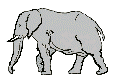 elephant008