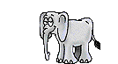 elephant017