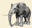 elephant029