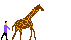giraffe018