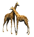 giraffe025