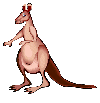 kangourous016
