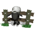 mouton016