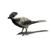 oiseaux gif 076