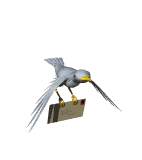 oiseaux gif 077
