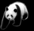 anim panda16