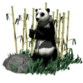 panda gif 006