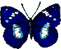 papillon gif 011