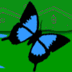 papillon gif 012