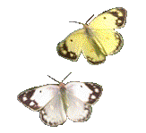 papillon gif 014