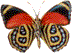 papillon gif 015