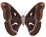 papillon gif 017