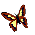 papillon gif 031