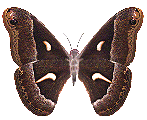 papillon gif 034