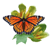 animaux papillon papillon gif 45 gif