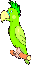 perroquet gif 003
