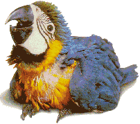 perroquet gif 009