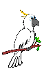 perroquet gif 016