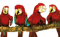 perroquet gif 025