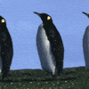 pingouin003