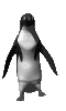 pingouin011