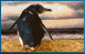 pingouin017