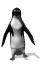 pingouin026